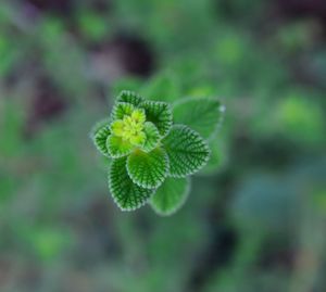 Close-up of green flower bud growing in garden
