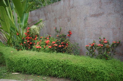 Plants growing in park