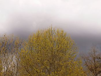 Yellow flowers growing on tree