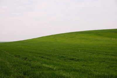 grassland