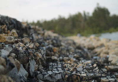 Close-up of rocks on field against trees