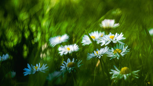 Close-up of white daisy flowers