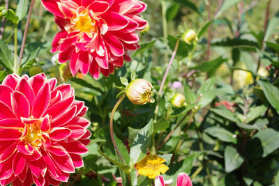 Close-up of pink flowering plants