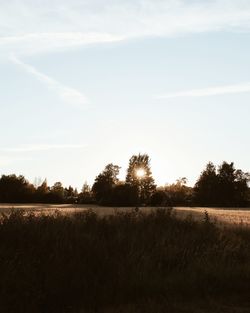 Trees on field against sky