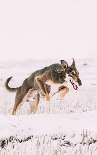 Dogs on snow covered field