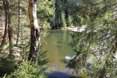 Scenic view of lake in forest