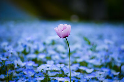 Close-up of pink crocus flower