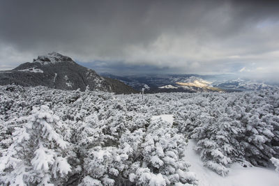 Snow covered trees against sky