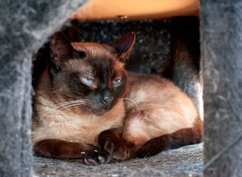 Close-up of cat resting