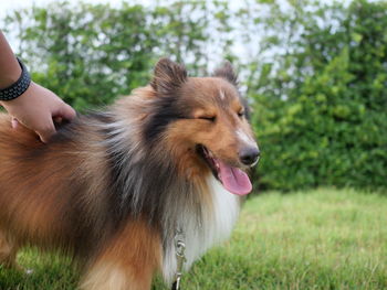 Close-up of dog looking away on field