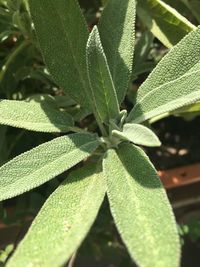 Close-up of leaves