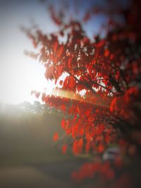 Close-up of autumn leaves on tree against sky