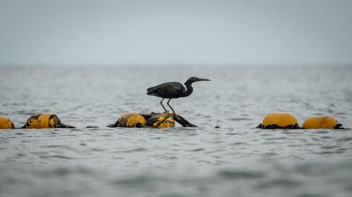 Pacific reef heron grey morph perched on buoy