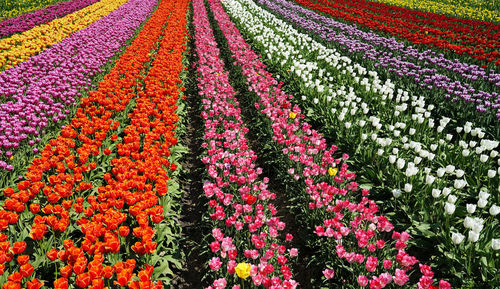 Multi colored tulips in field