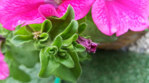 Close-up of pink flowers