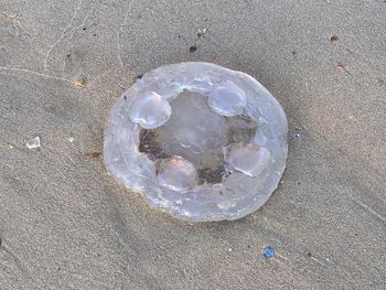 High angle view of shells on beach