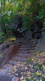 Footpath amidst leaves in forest