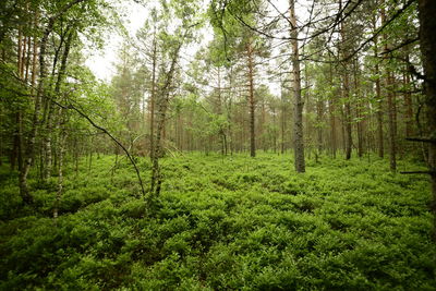 Scenic view of forest
