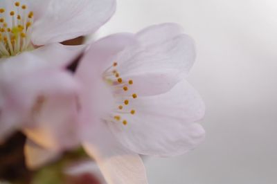 Close-up of white flower