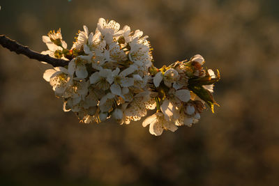 Apple cherry twig with white blossoms in back lit