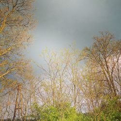 Low angle view of trees against clear sky