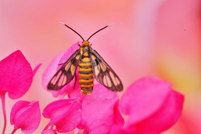 Close-up of butterfly on pink flower