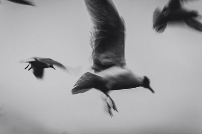 Close-up of bird on wall
