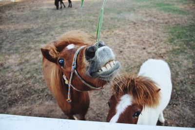 High angle view of horses standing on field