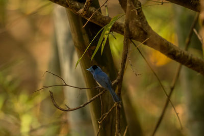 Close-up of bird perching on branch