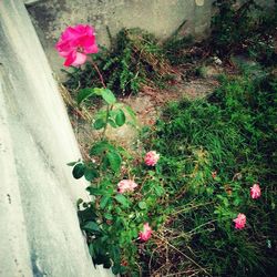 Close-up of pink flowers blooming in field