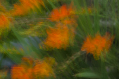 Close-up of orange flowering plants