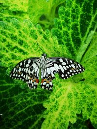 Close-up of butterfly