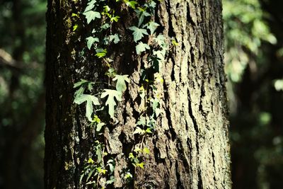 Close-up of tree trunk