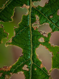 Green rotten leaves with holes on soft focus background 