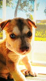 Close-up portrait of a dog