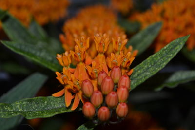 Close-up of orange flowering plant