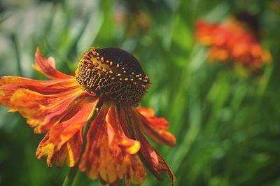 Detail shot of flower against blurred background