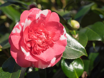 Close-up of pink rose blooming outdoors