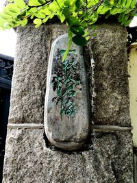 Close-up of potted plant