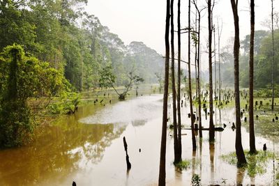 Scenic view of lake in forest against sky