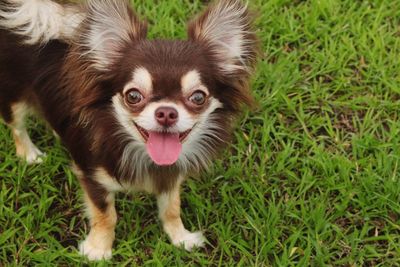 Portrait of dog on grassy field