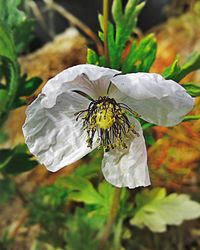 High angle view of insect on white flower