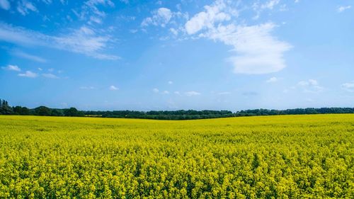 Scenic view of oilseed rape field against sky