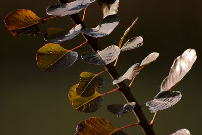 Close-up of plant against black background