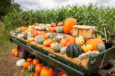 Pumpkins of all colors and sizes for sale on a farm wagon, with cornfields in the background