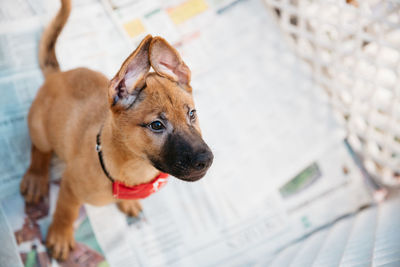 High angle view of dog looking away