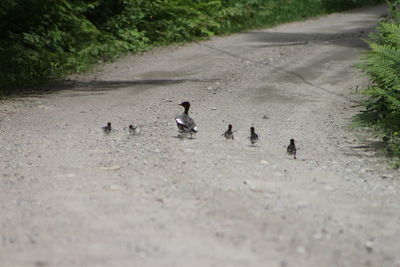 Birds on riverbank