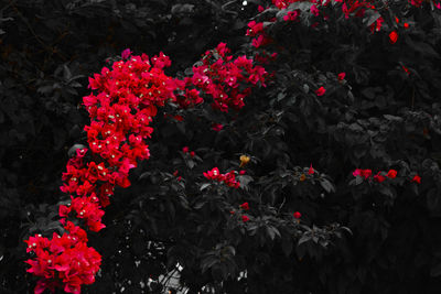 Close-up of red flowers