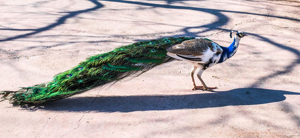 High angle view of a bird on field