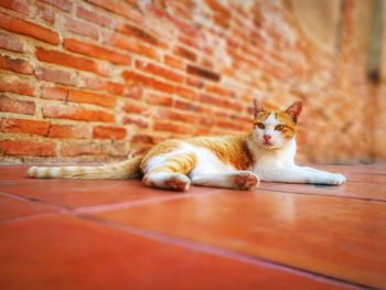Close-up of ginger cat